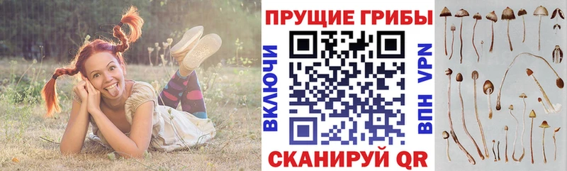 Галлюциногенные грибы Psilocybine cubensis  Кирс 